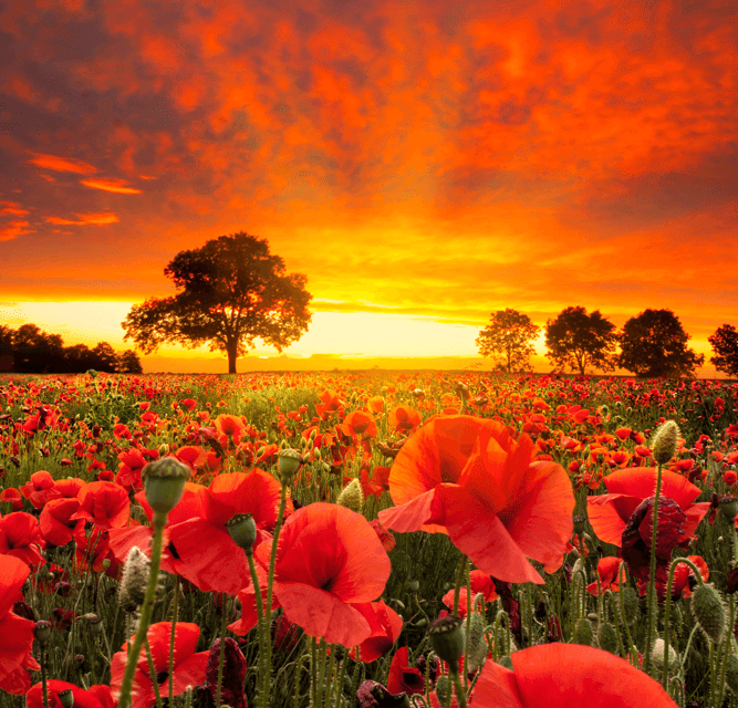 Dorchester Round Table Pays Tribute on Remembrance Sunday 2024